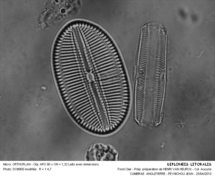 Diploneis littoralis (Donk.) Cleve #15828