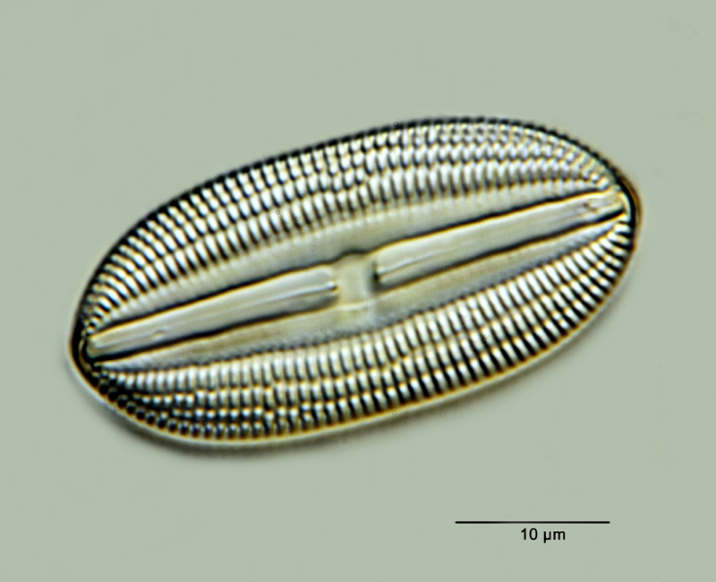 Diploneis notabilis (Greville) Cleve #25871