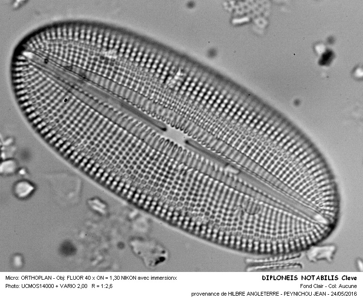 DIPLONEIS NOTABILITIS Cleve #45362