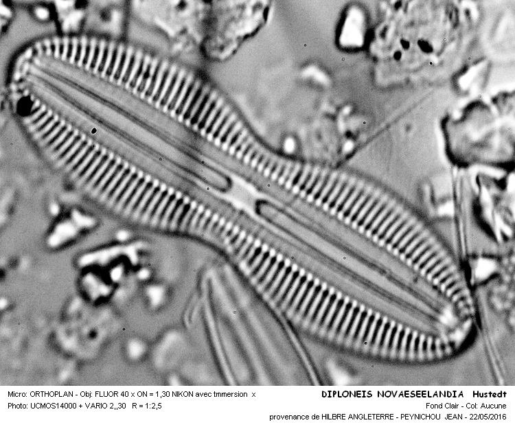 DIPLONEIS NOVAESEELANDIAE Hustedt #45315