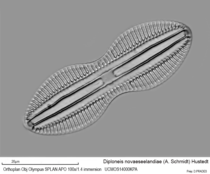 Diploneis novaeseelandiae #49195