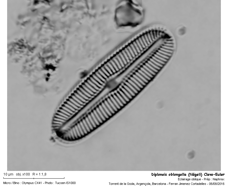 Diploneis oblongella (Nägeli) Cleve-Euler #47262