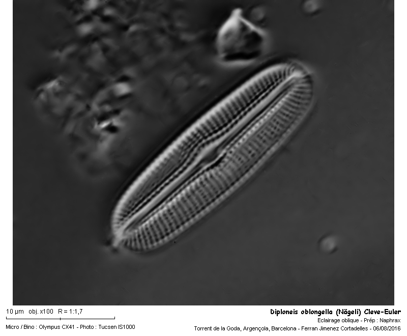 Diploneis oblongella (Nägeli) Cleve-Euler #47263