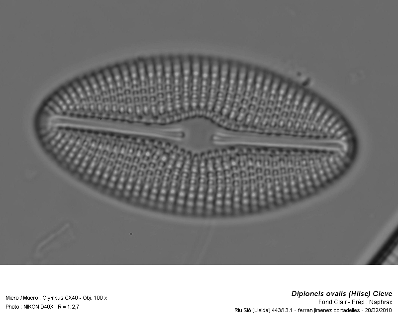 Diploneis ovalis (Hilse) Cleve. #14750