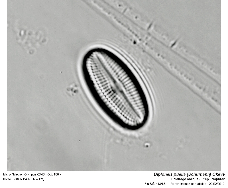 Diploneis puella (Schumann) Cleve #14758