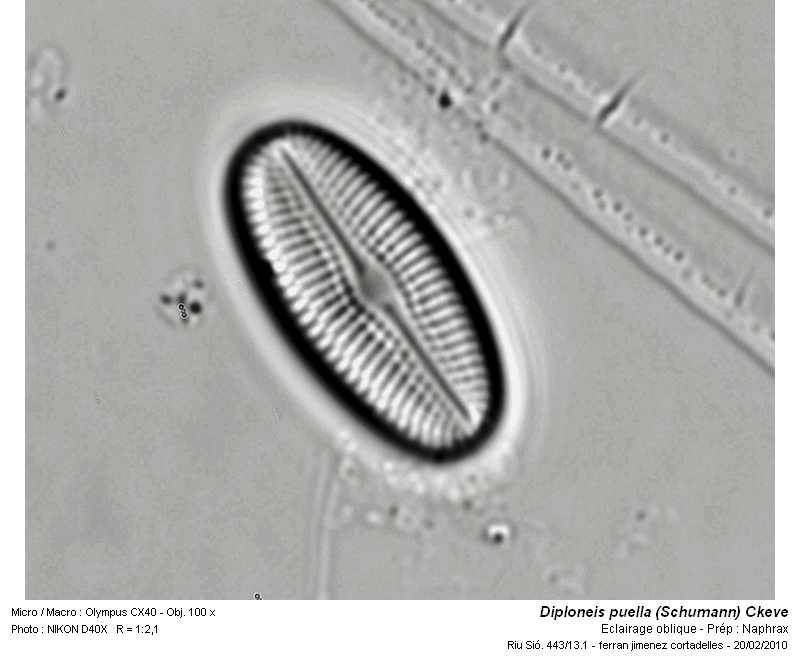 Diploneis puella (Schumann) Cleve #14757