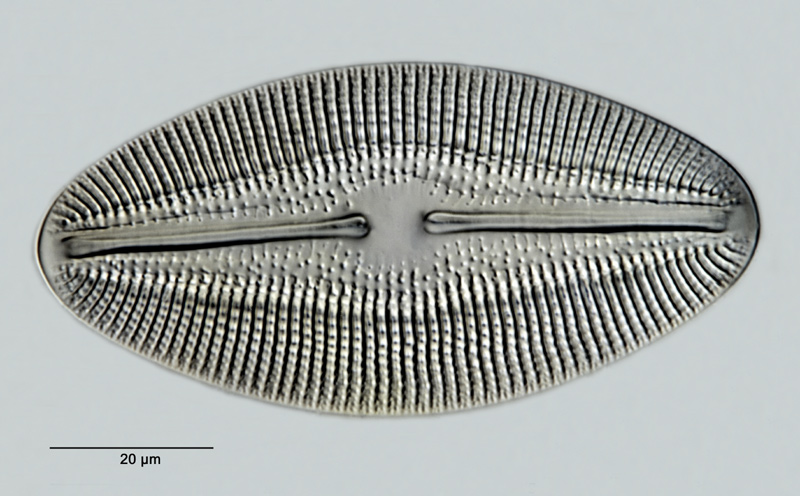 Diploneis pulcherrima Hustedt #26236