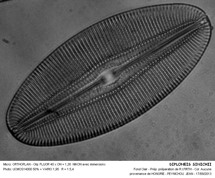 DIPLONEIS SINICHII #33828