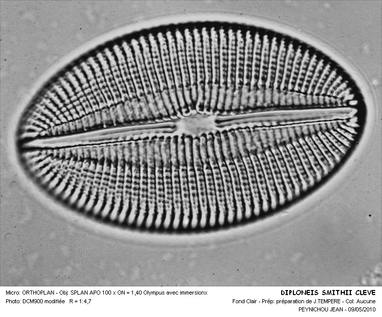 Diploneis smithii (Breb.) Cleve #32093