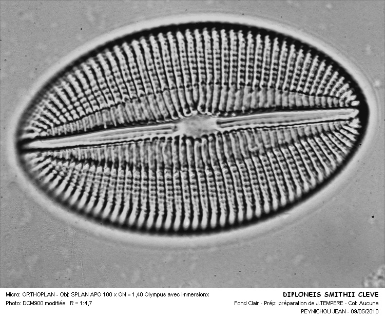 Diploneis smithii (Breb.) Cleve #32094