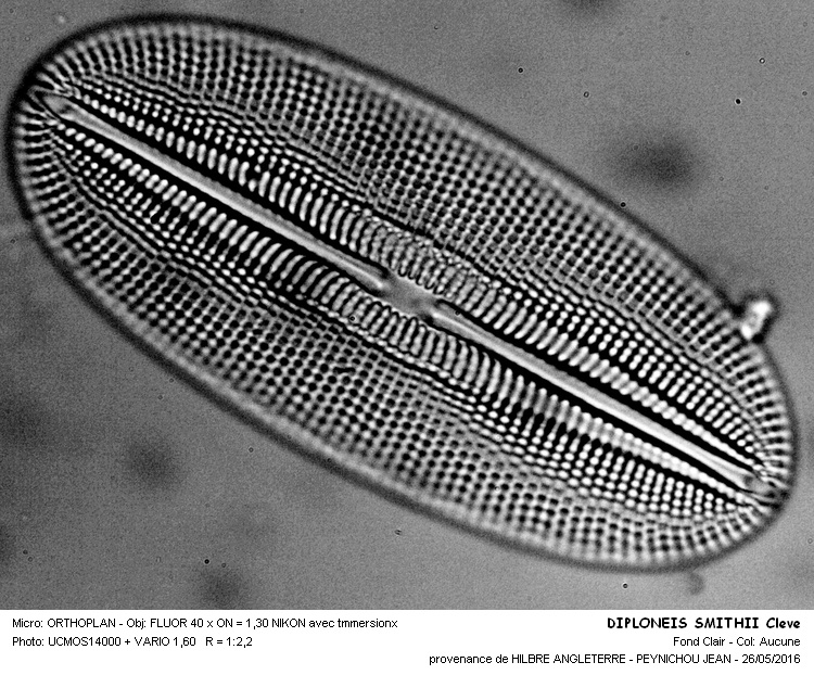 DIPLONEIS SMITHII Cléve #45397