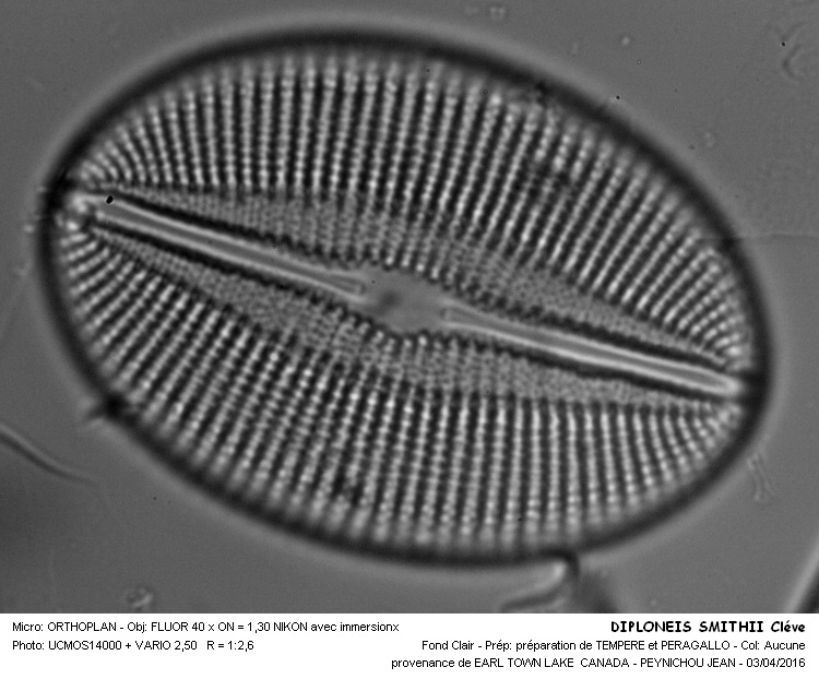 DIPLONEIS SMITHII Cléve #44414
