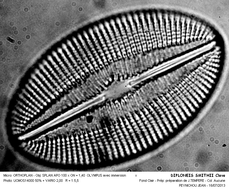 Diploneis smithii (Breb.) Cleve #32728
