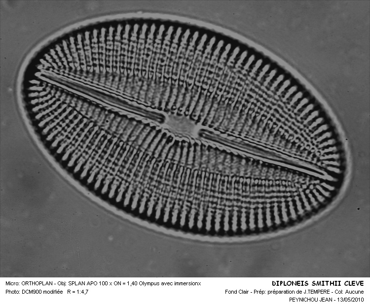 Diploneis smithii (Breb.) Cleve #16094