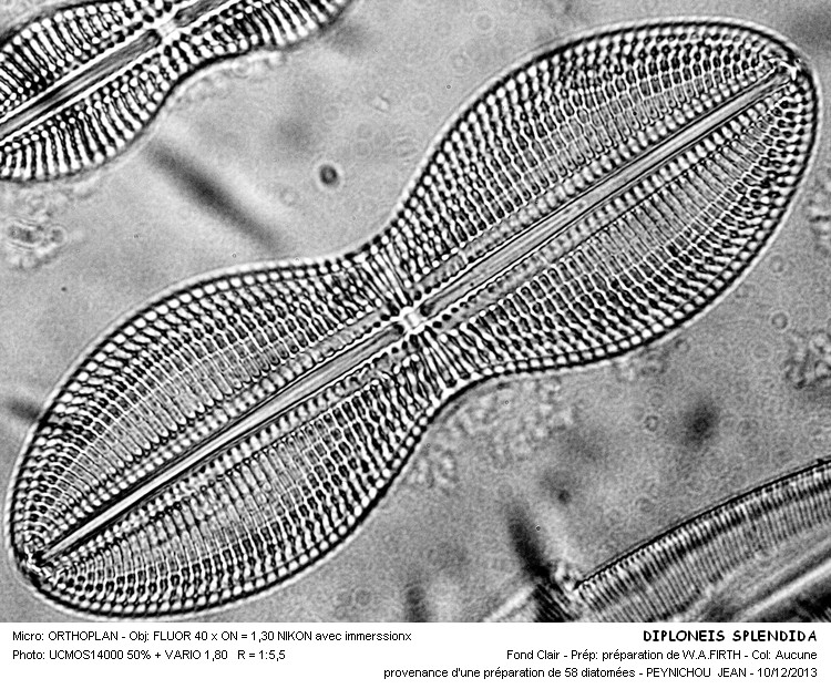DIPLONEIS SPLENDIDA #35175
