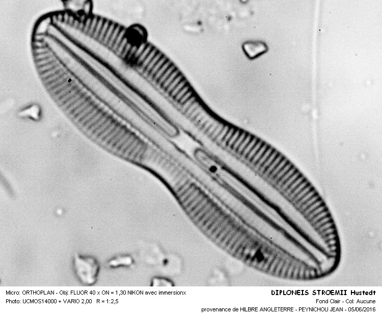 DIPLONEIS STROEMII Hustedt #45562