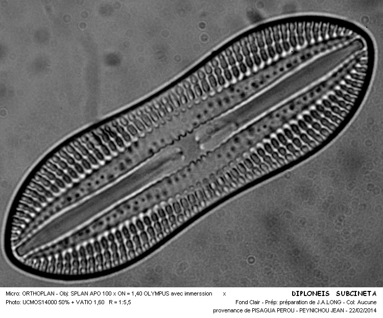 Diploneis subcincta A.S. #36447