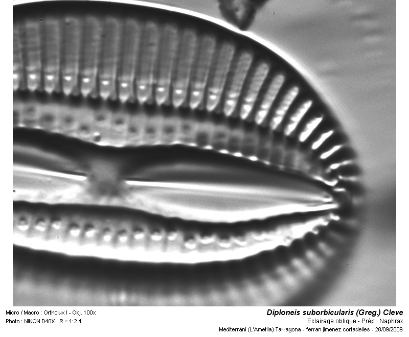 Diploneis suborbicularis (Gregory) Cleve #12636