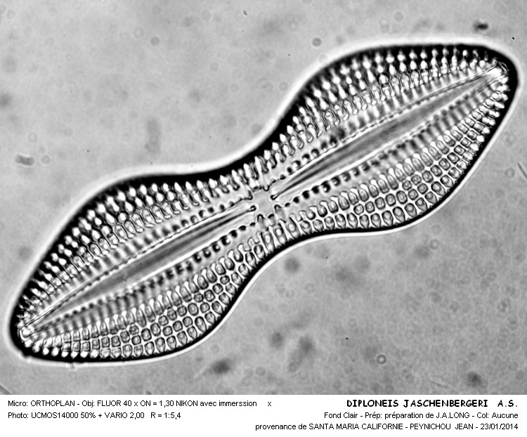 DIPLONEIS TASCHENBERGERI  (A.S)  Hustedt #35919