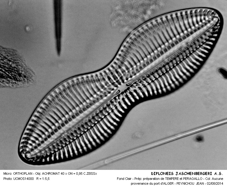 DIPLONEIS TASCHENBERGERI  (A.S)  Hustedt #38385