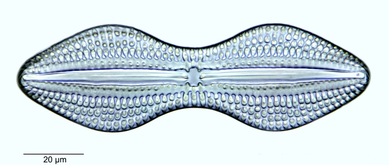 Diploneis taschenbergeri #51323