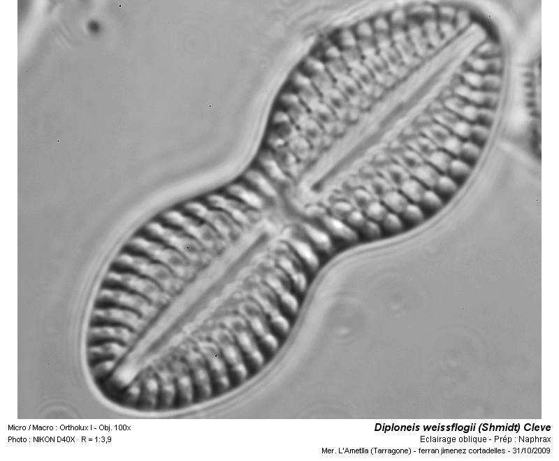 Diploneis weissflogii (Schmidt) Cleve #13085