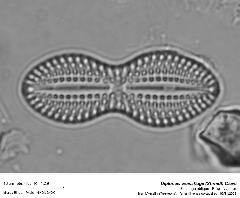Diploneis weissflogii (Schmidt) Cleve #13087