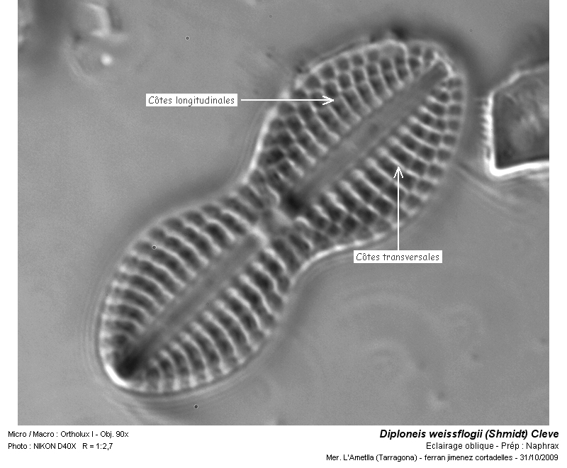 Diploneis weissflogii (Schmidt) Cleve #13086