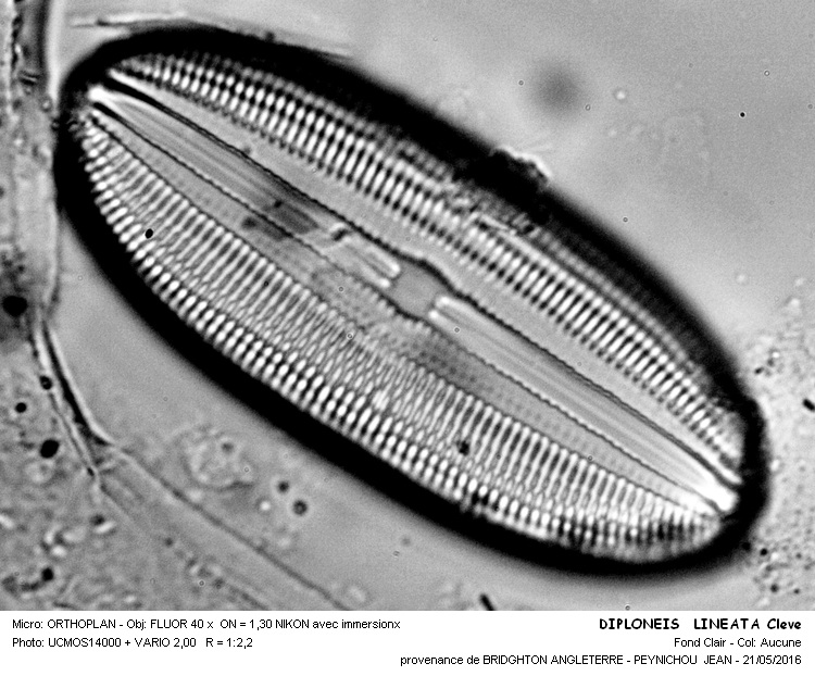 DIPLONRIS LINEATA Cleve #45286