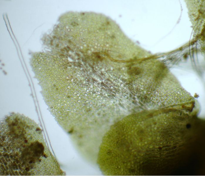 Diplophyllum albicans #13863