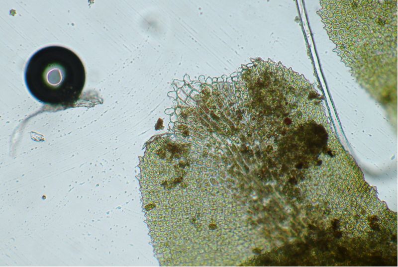 Diplophyllum albicans #13864