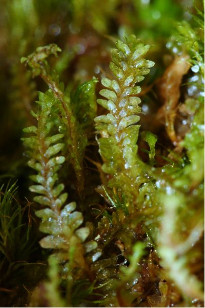 Diplophyllum albicans #13862