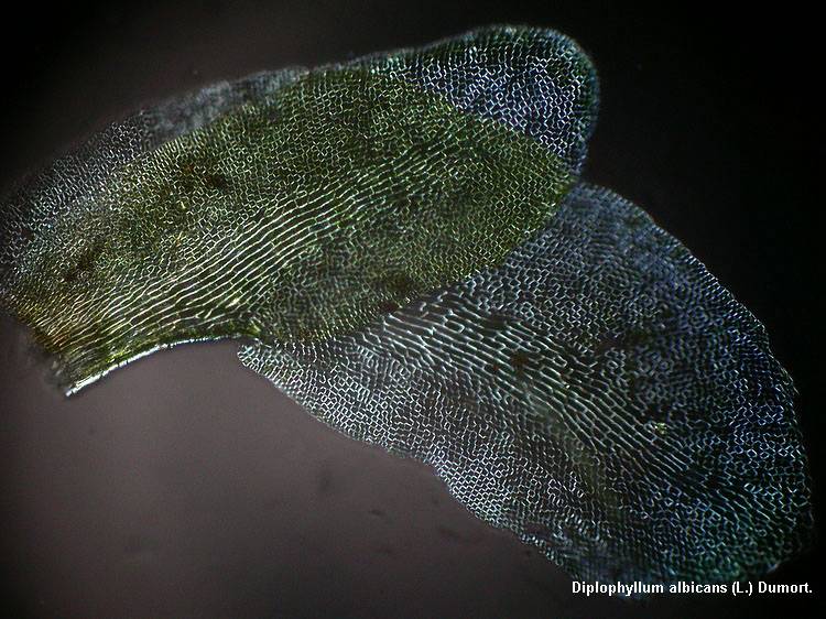 Diplophyllum albicans (L.) Dumort. #43977