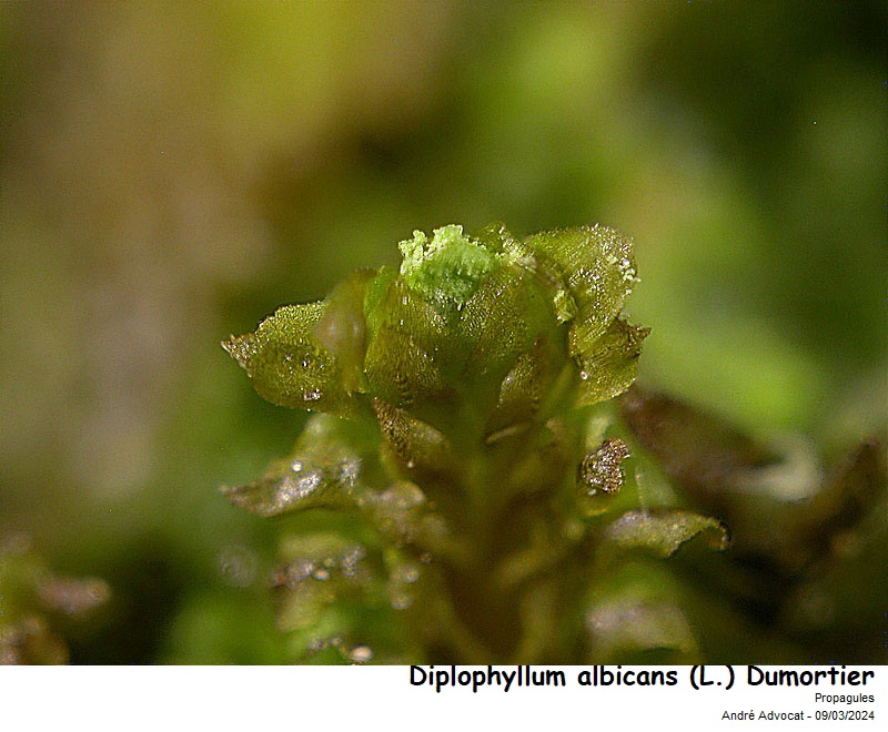 Diplophyllum albicans (L.) Dumort. #78224