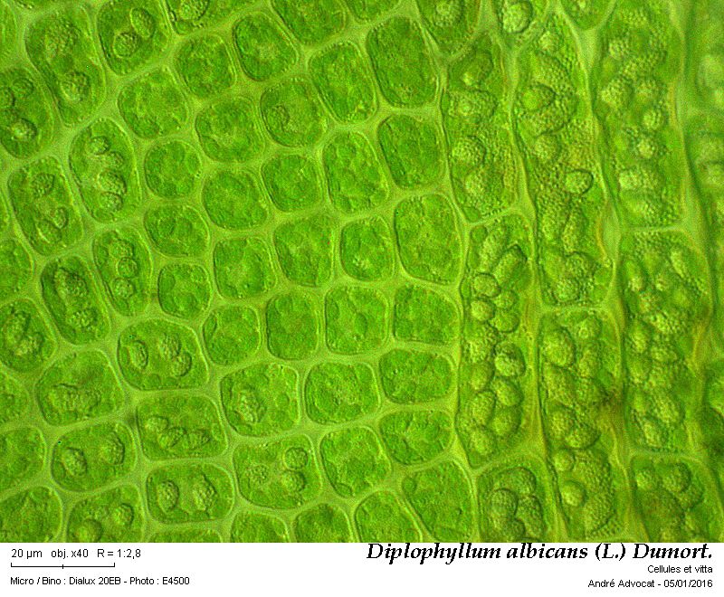 Diplophyllum albicans (L.) Dumort. #43978