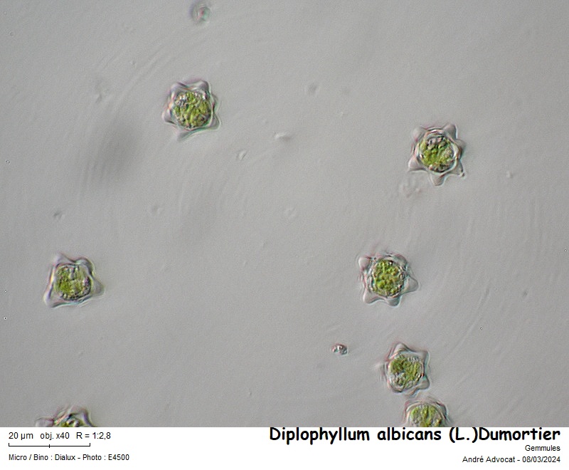 Diplophyllum albicans (L.) Dumort. #78225