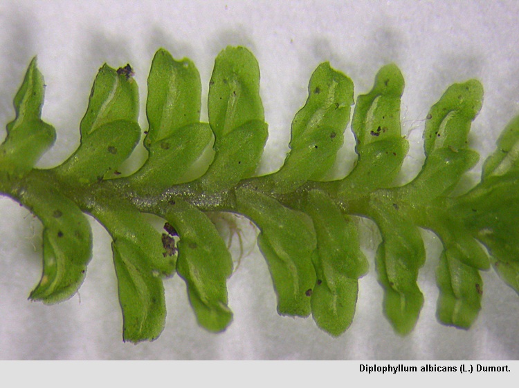 Diplophyllum albicans (L.) Dumort. #43976