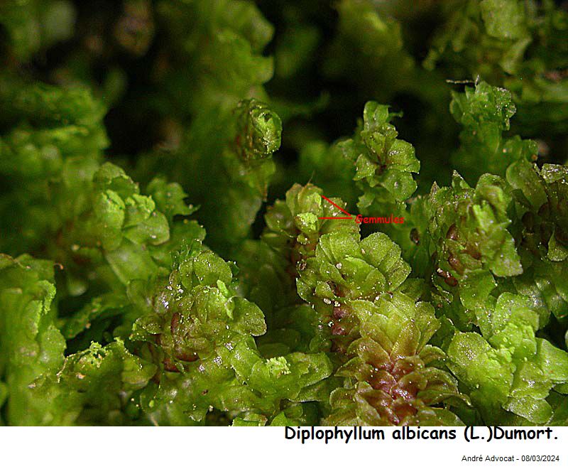 Diplophyllum albicans (L.) Dumort. #78223