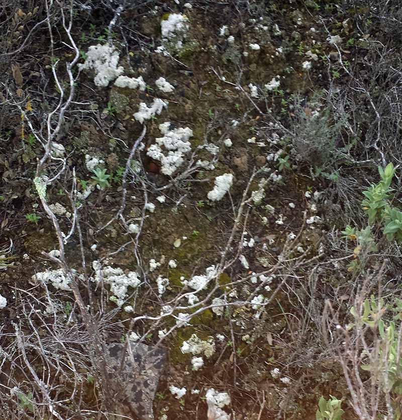 Diploschistes muscorum #49565