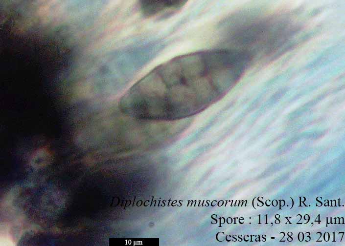 Diploschistes muscorum #49573