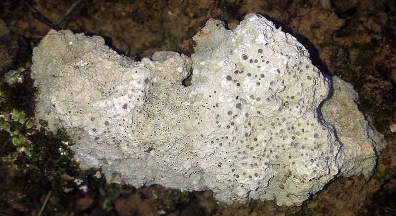 Diploschistes muscorum #49570