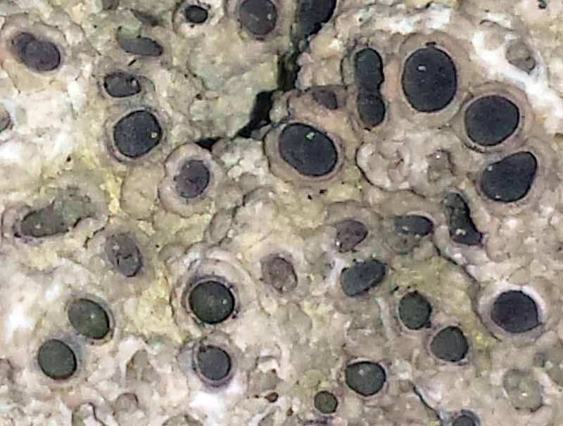 Diploschistes muscorum #49569