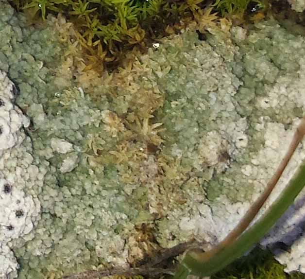 Diploschistes muscorum #49567