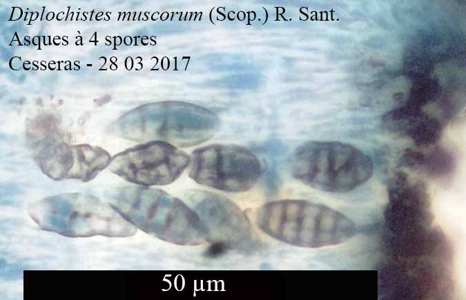 Diploschistes muscorum #49572
