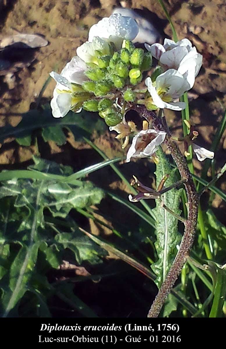 Diplotaxis erucoides #43585