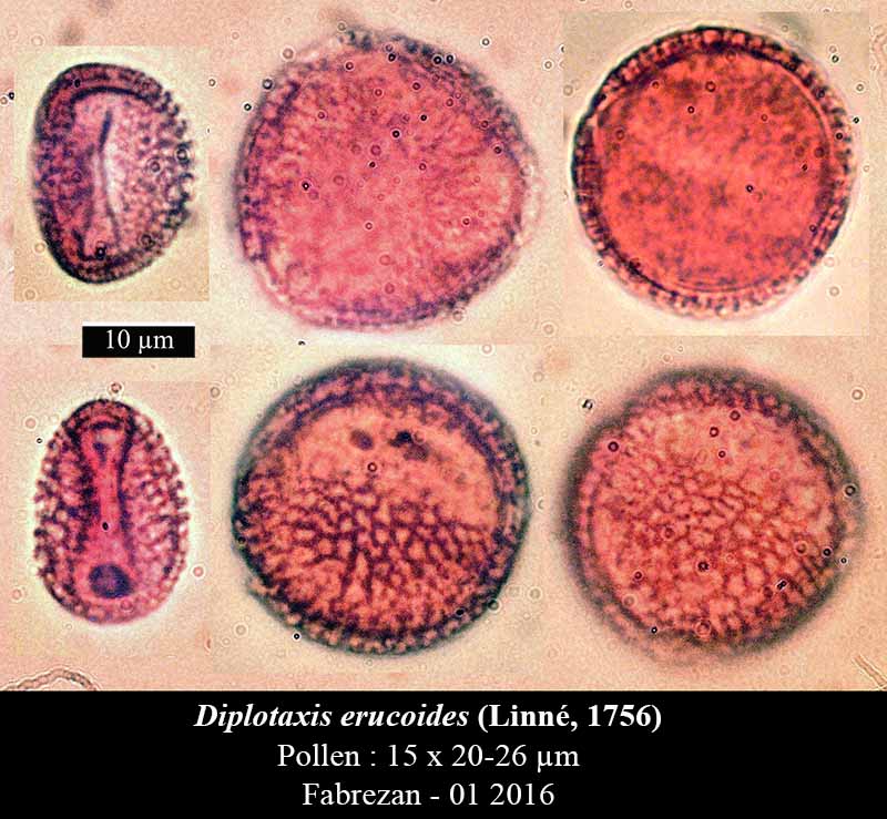 Diplotaxis erucoides #43586