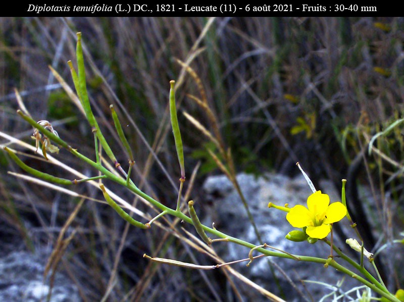 Diplotaxis tenuifolia #68733
