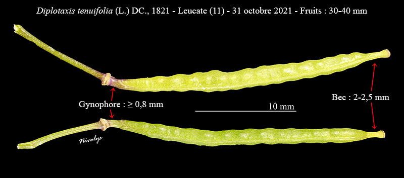 Diplotaxis tenuifolia #68734