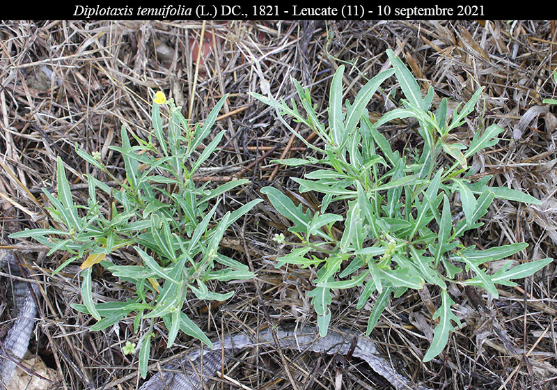 Diplotaxis tenuifolia #68728