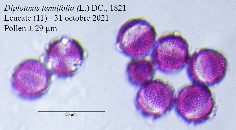 Diplotaxis tenuifolia #68738
